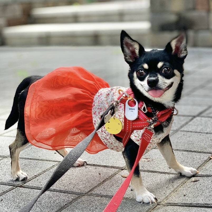 나 이런 거에 되게 약해.. 🍁성장캐 낙엽이의 단기임보처 괌! | 인스티즈