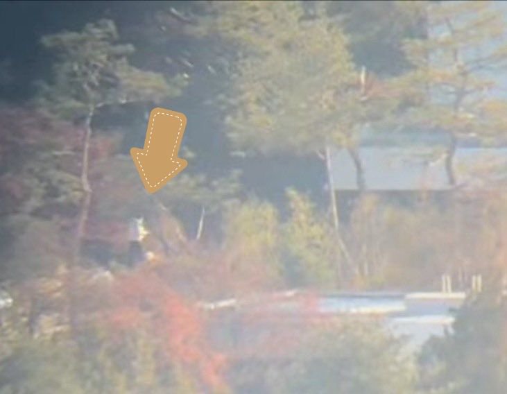 이 와중에 개와 산책 중