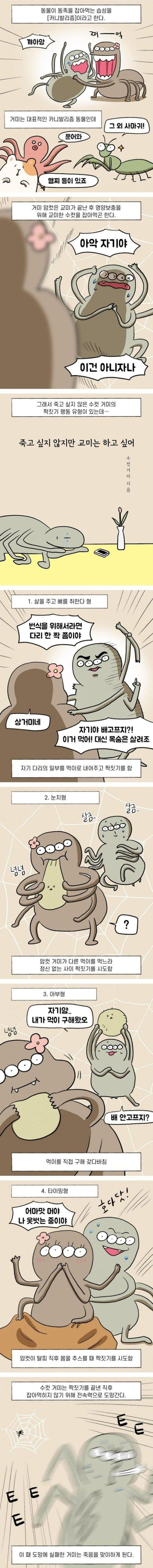 수컷거미의 교미시도방법