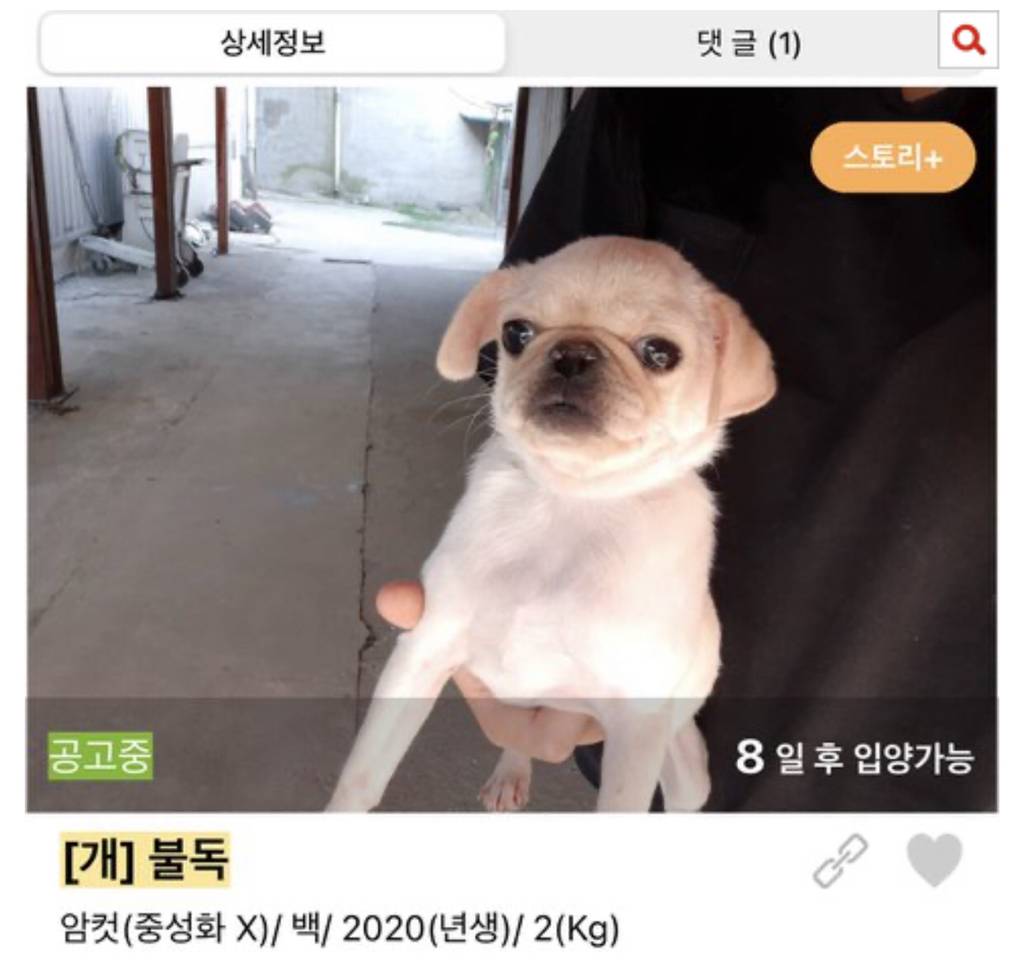 보호소에도 애기 많아 | 인스티즈