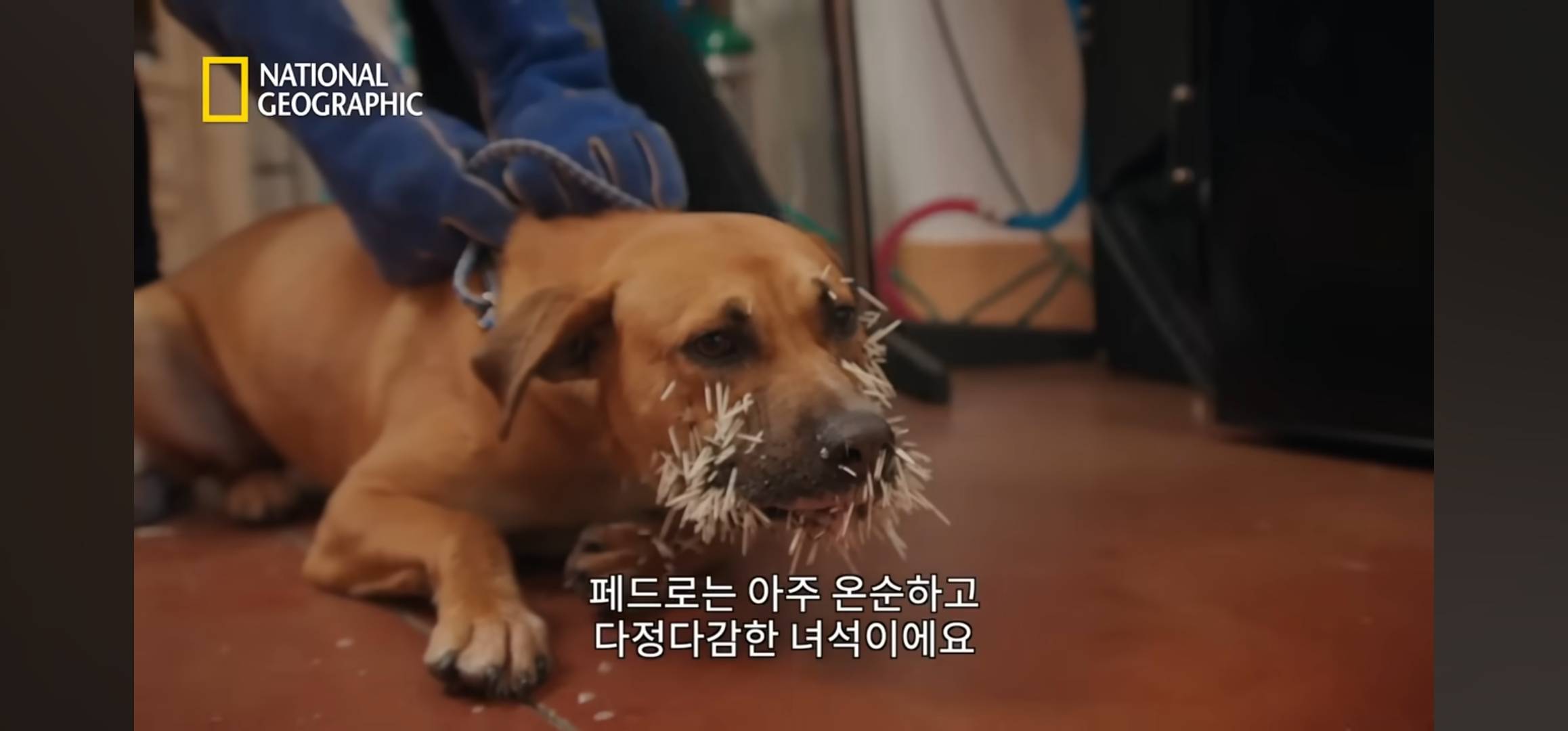 용맹하게 호저와 싸우다가 얼굴 가득 호저 가시가 박혀 온 강아지 | 인스티즈