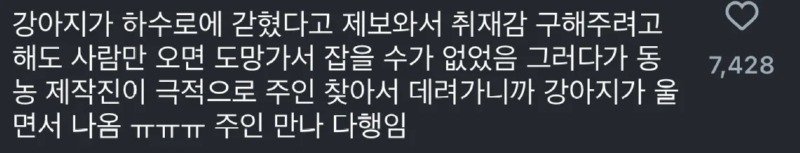 사람 경계하던 강아지가 주인아저씨 목소리 들었을 때