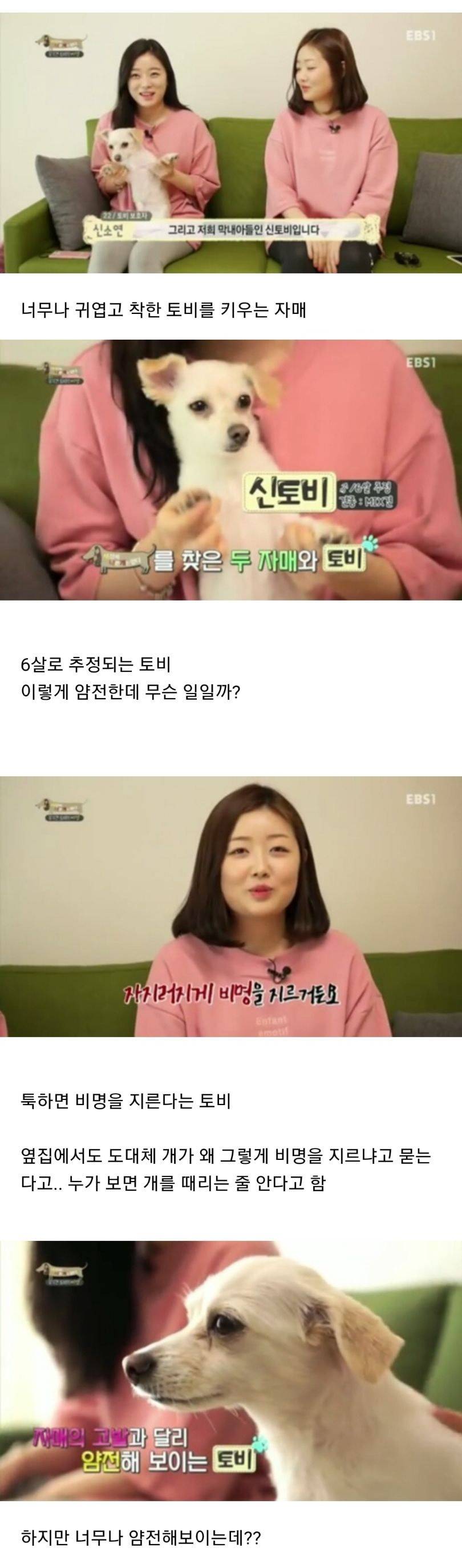 유기견이었던 강아지 토비가 바람만 불어도 비명을 지르는 충격적인 이유.jpg110