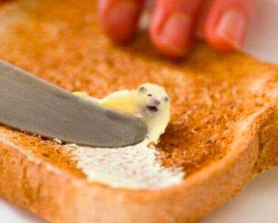 쨈쥐