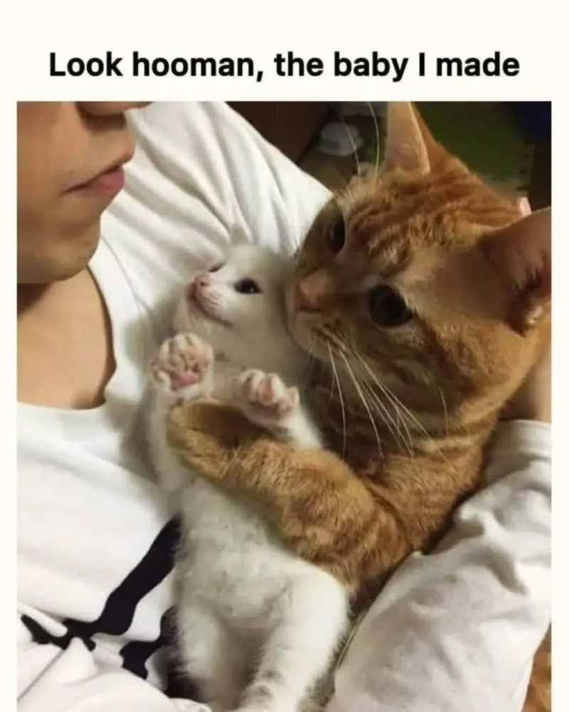 새끼 자랑하는 냥이