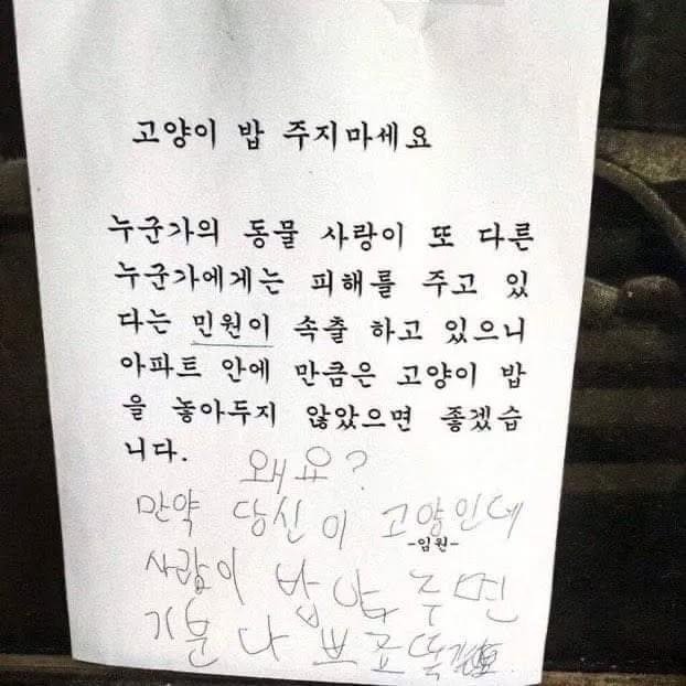 만약 당신이 고양이인데