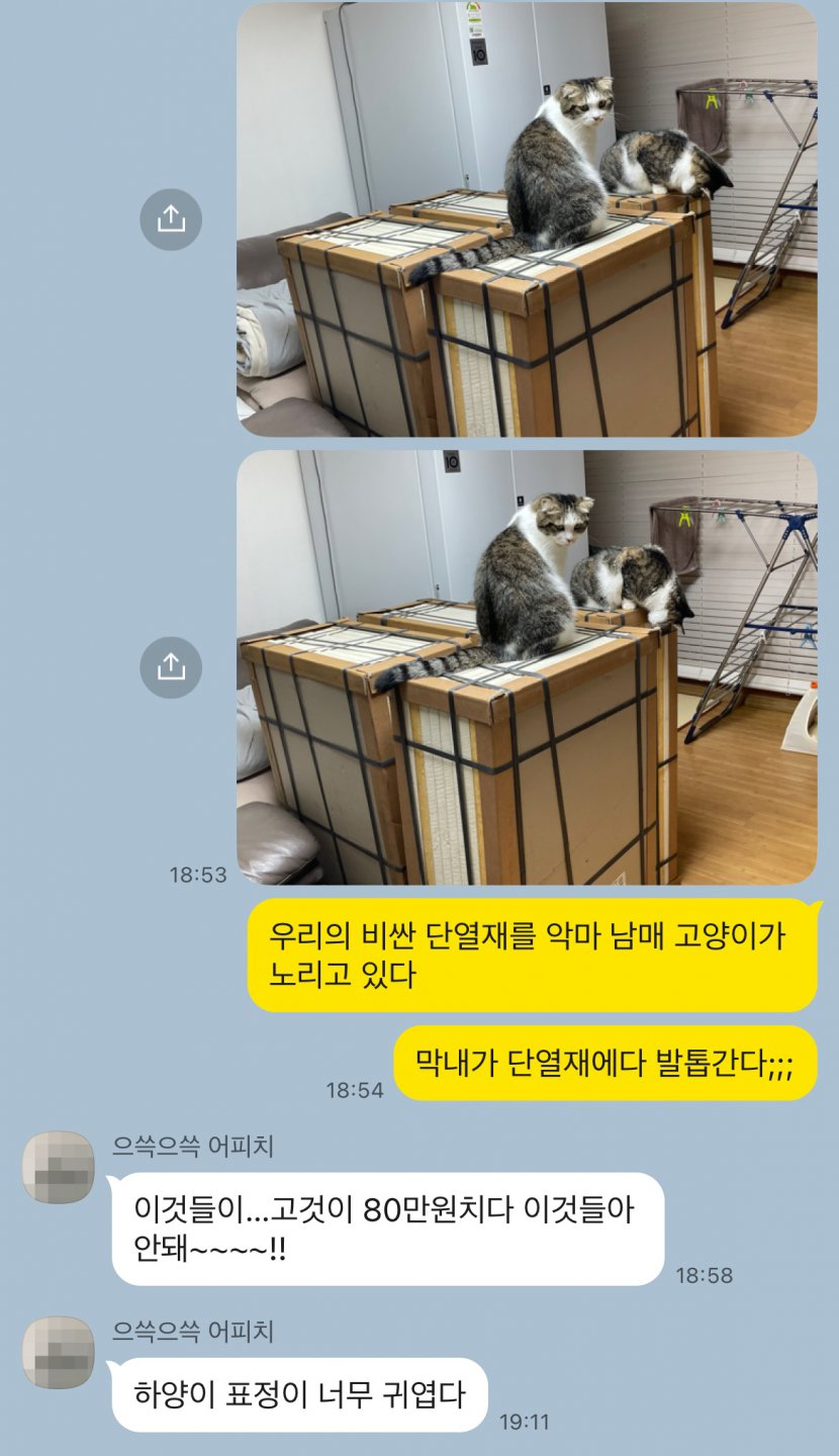 단열재를 노리는 고냥이들!!!!