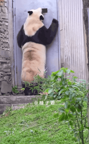 매점 아줌마 있는지 들여다보는 푸바오🐼.gif1