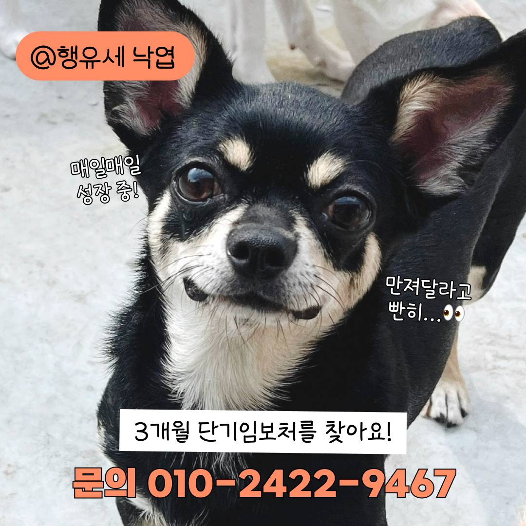 나 이런 거에 되게 약해.. 🍁성장캐 낙엽이의 단기임보처 괌! | 인스티즈