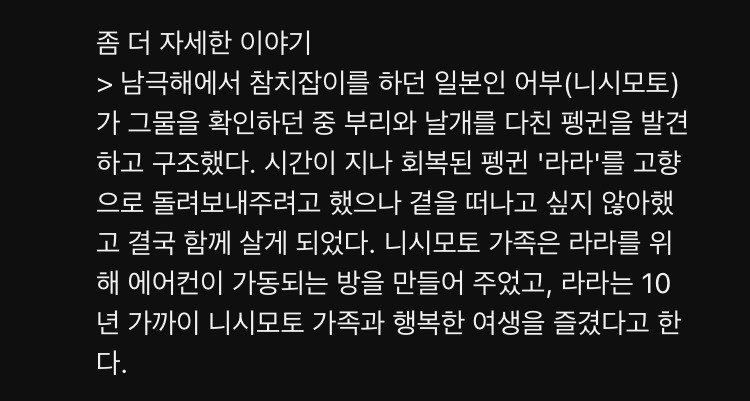 심부름하는 왕펭귄